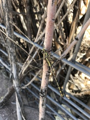 Phanogomphus militaris