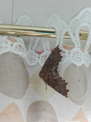 Odontopera bidentata