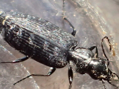 Sericoda bembidioides