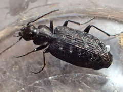 Sericoda bembidioides