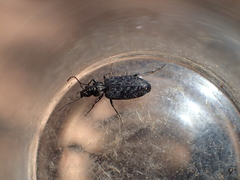 Sericoda bembidioides