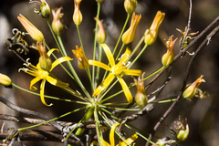 Bloomeria crocea aurea