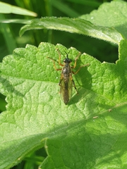 Dioctria rufipes