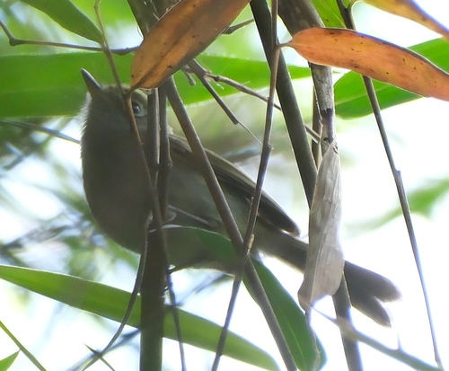 Serra do Mar Bristle Tyrant (Pogonotriccus difficilis), photo 10