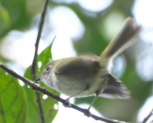 Serra do Mar Bristle Tyrant (Pogonotriccus difficilis), photo 4