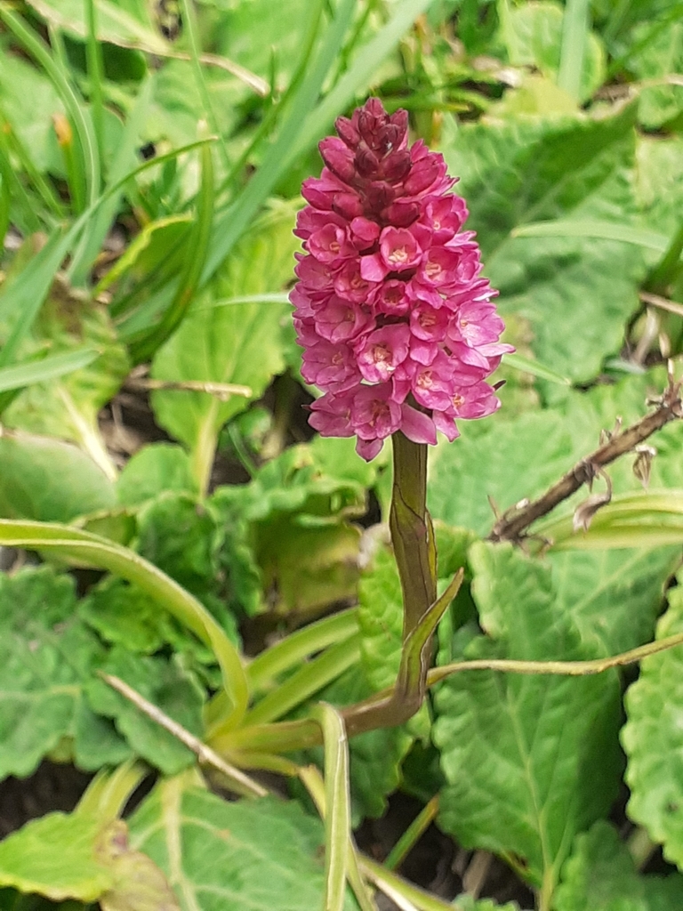 Gymnadenia odoratissima × rhellicani