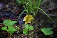Anemonastrum richardsonii