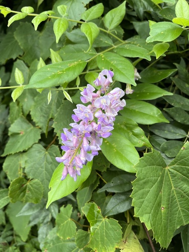 Wisteria frutescens