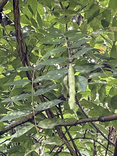 Wisteria frutescens