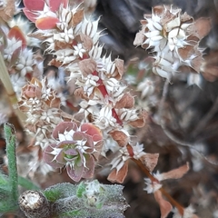 Illecebrum verticillatum