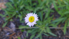Erigeron algidus