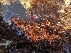 Prionitis lanceolata