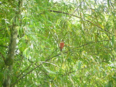 Dryobates callonotus