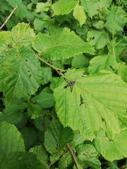 Synanthedon tipuliformis