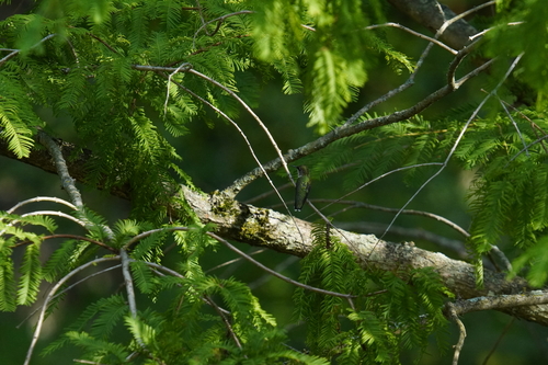 Ruby-throated Hummingbird photographed in Ohio