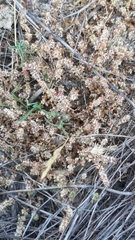 Illecebrum verticillatum