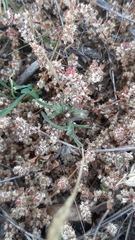 Illecebrum verticillatum