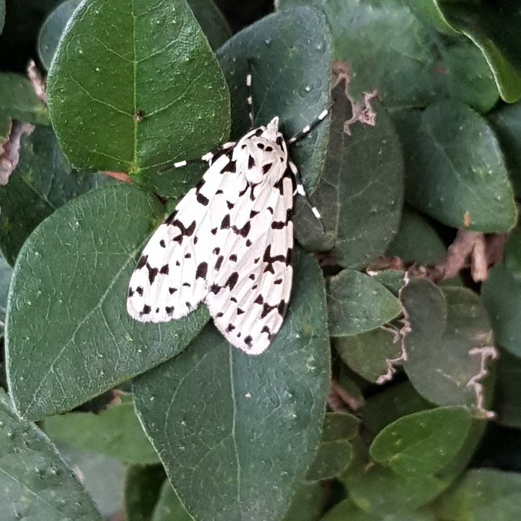 Uniregius punctatus