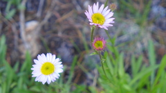 Erigeron algidus