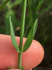 Hypericum denticulatum