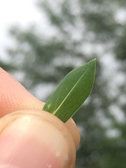 Hypericum denticulatum