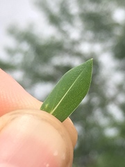 Hypericum denticulatum