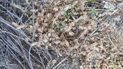 Illecebrum verticillatum