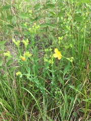 Hypericum denticulatum