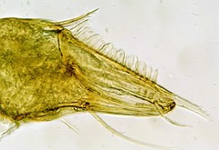 Illinichernes distinctus