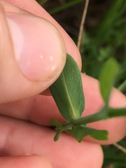 Hypericum denticulatum
