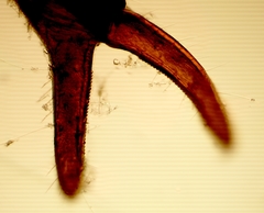 Illinichernes distinctus