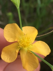Hypericum denticulatum