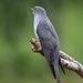 Common Cuckoo - Photo (c) falcons4life, some rights reserved (CC BY-NC)