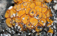 Anthracobia muelleri