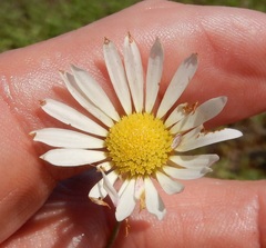 Aphanostephus skirrhobasis
