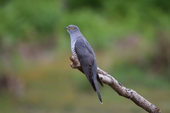 Common Cuckoo photo 3