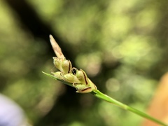 Carex globosa