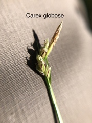 Carex globosa