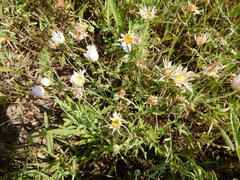 Aphanostephus skirrhobasis