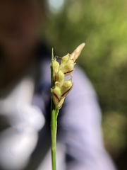 Carex globosa