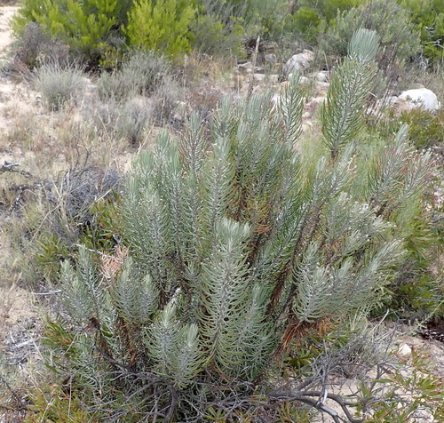 Image of Euryops tenuissimus by (c) Nicola van Berkel, some rights reserved (CC BY-SA)