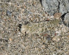 Circotettix splendidus