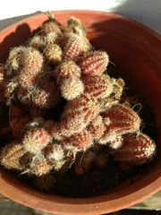 Lobivia silvestrii