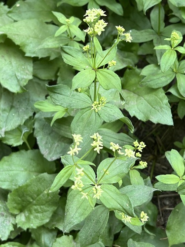 Image of Galium oreganum by (c) Brooke Smith, some rights reserved (CC BY)