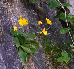 Hieracium lepidulum