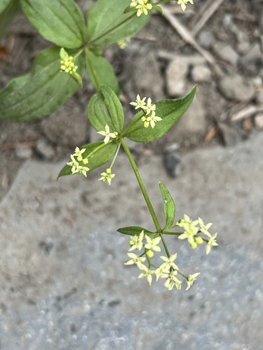Image of Galium oreganum by (c) Brooke Smith, some rights reserved (CC BY)