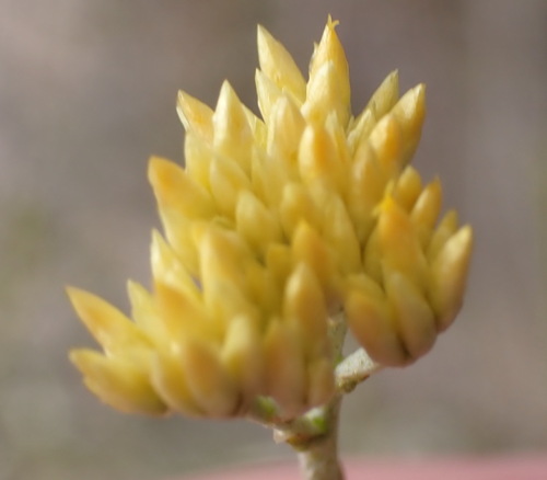 Blushing Everlasting (Helichrysum rutilans)