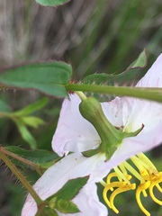 Rhexia mariana interior
