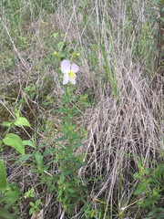 Rhexia mariana interior