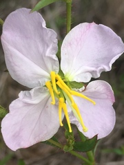 Rhexia mariana interior